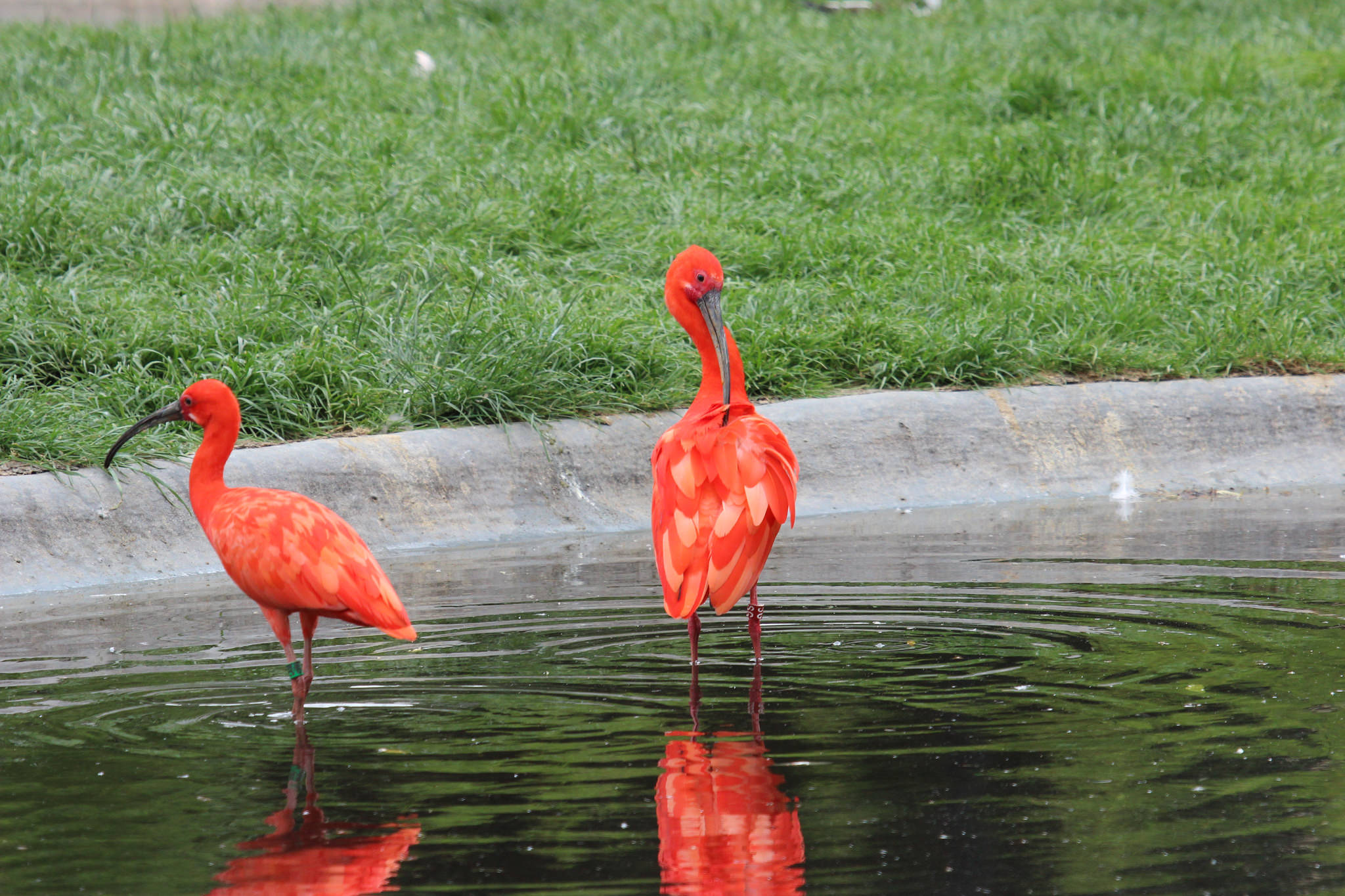 Dierenpark Planckendael